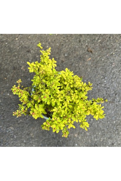 Барбарис Тунберга Саммер Сансет.